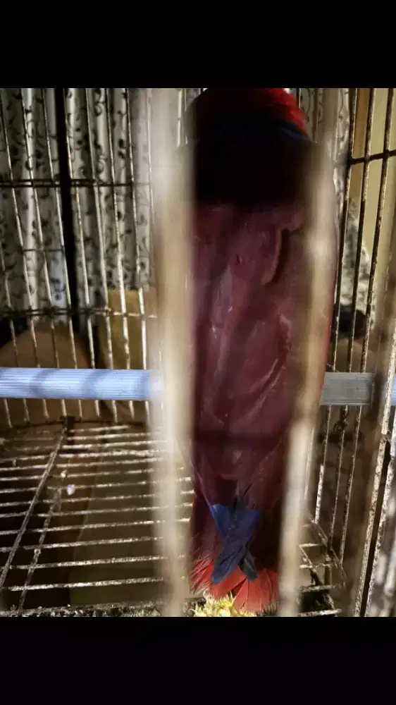 Burung Pemakan Jagung