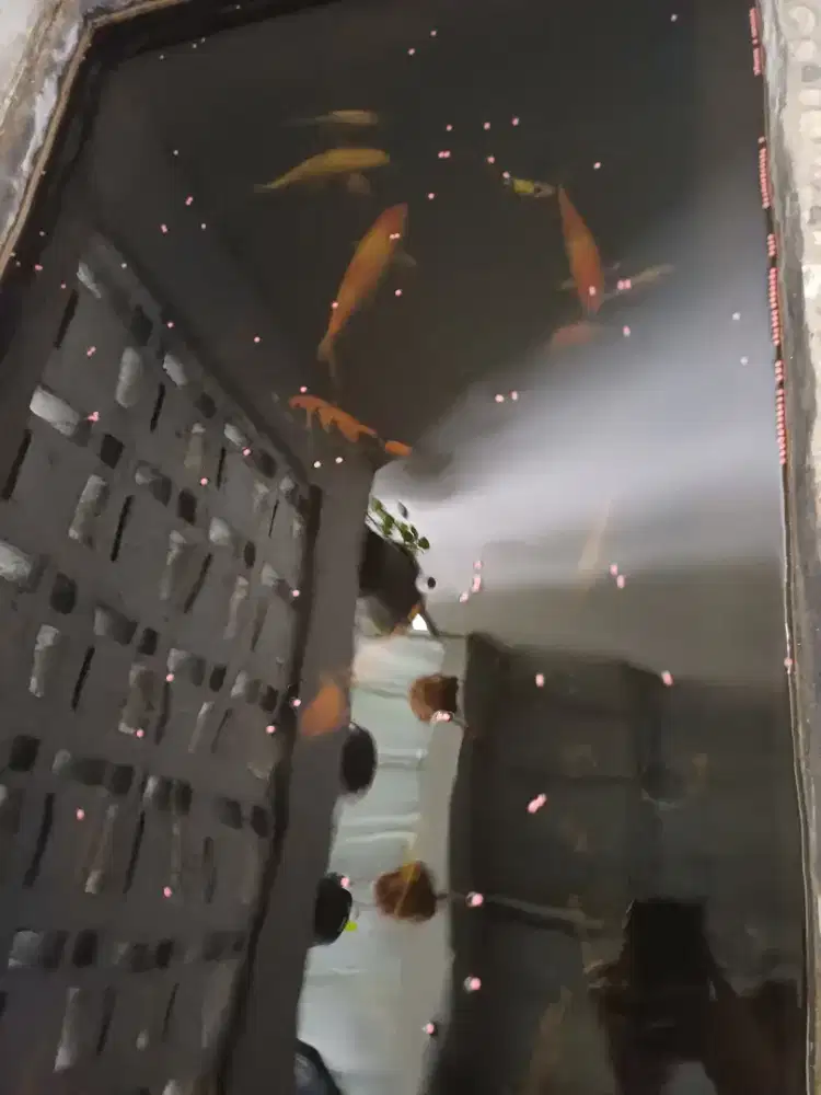 jual ikan koi blitar  borongan 1 kolam