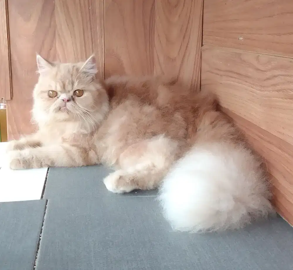 Lepas Adop murmer aja...