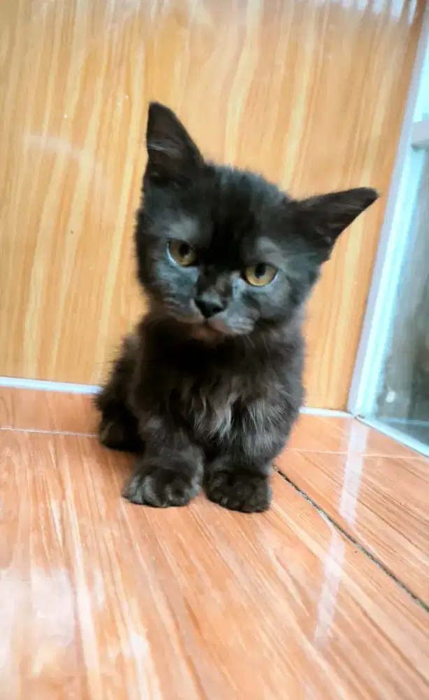 Bisa Nego! Kucing Munchkin Ragdoll Jangan Hitam Coklat