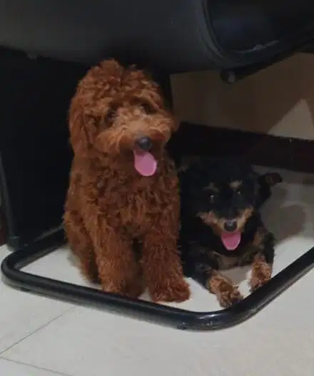Anjing Toy Poodle & Phantom Poodle