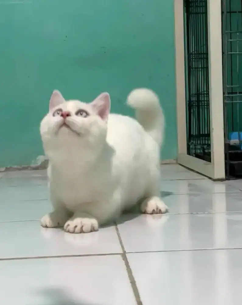 BSH Munchkin cebol white solid