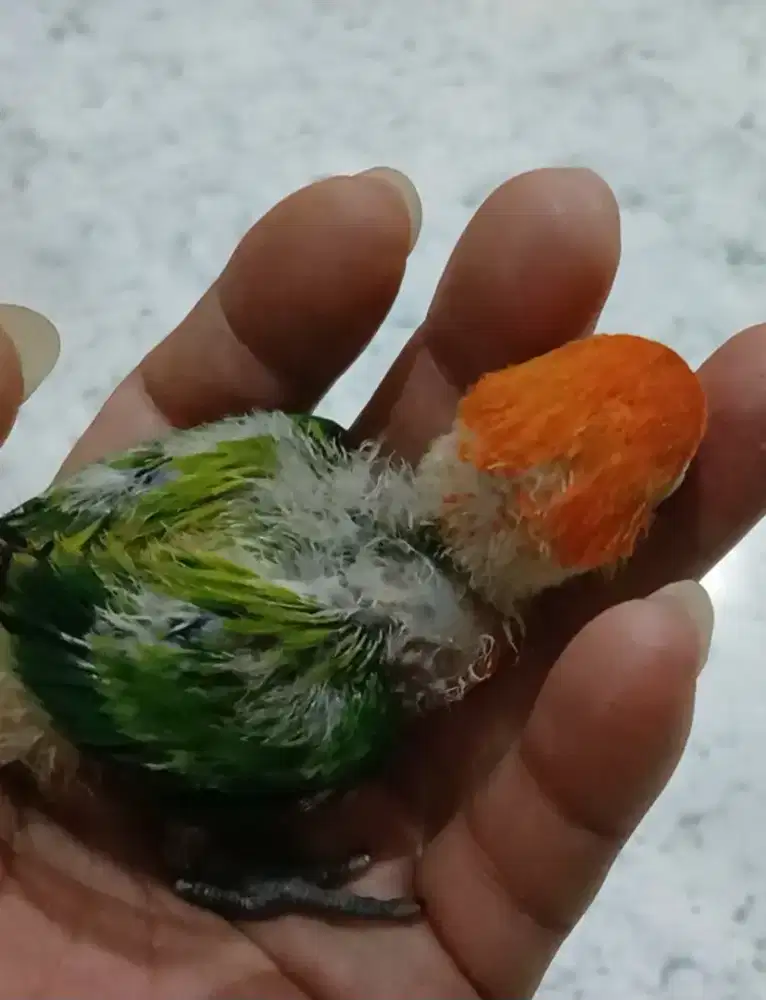 Burung lovebird