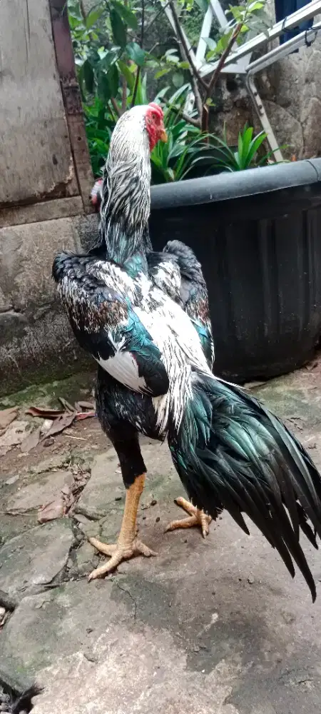 Ayam Shamo type Ballack