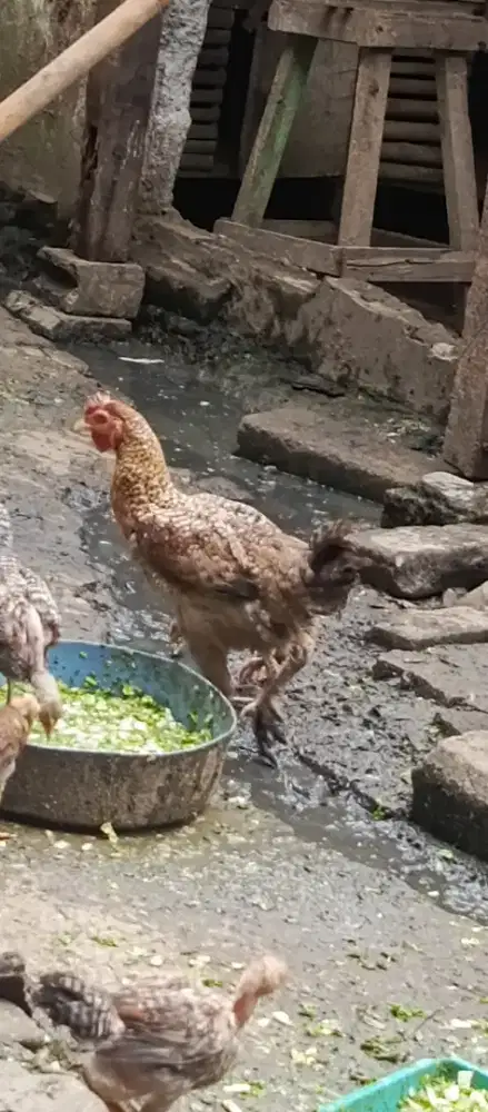 Ayam Biangan pelung