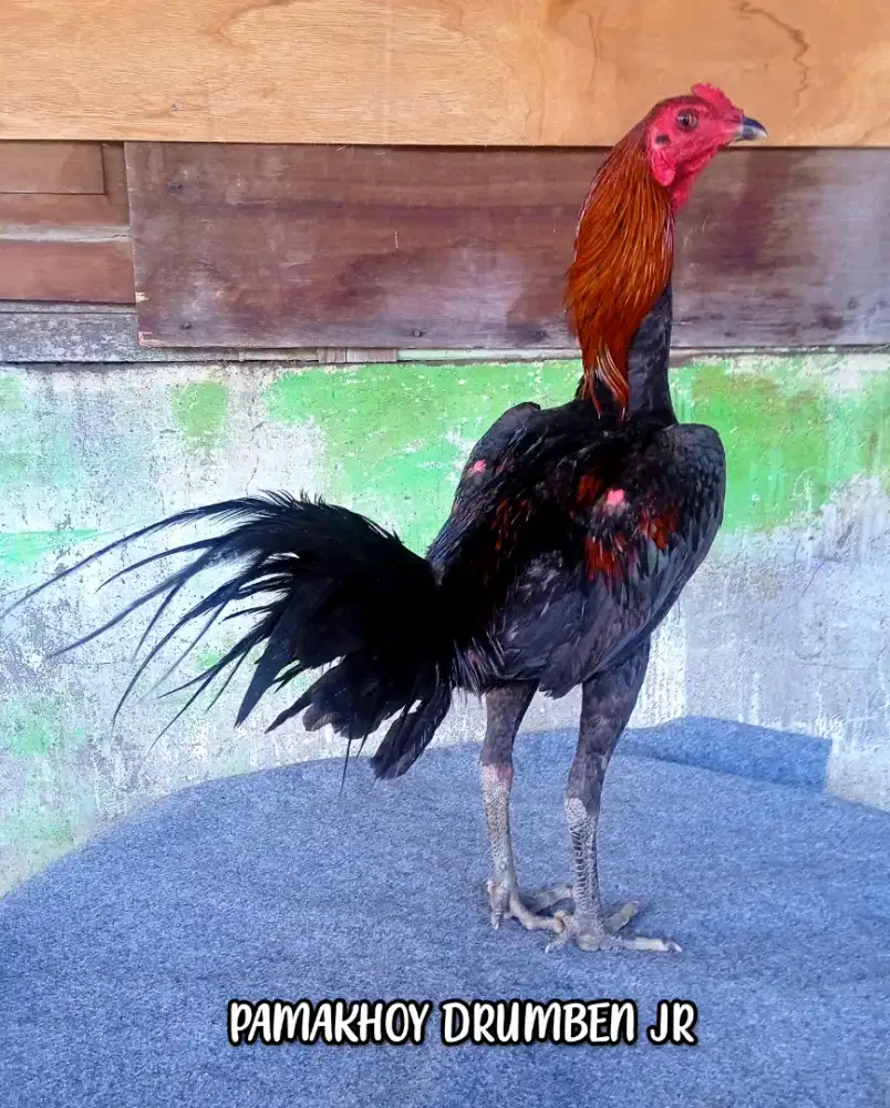 Ayam trah pamakhoy drumben calon mesin ATM berkualitas dan terawat