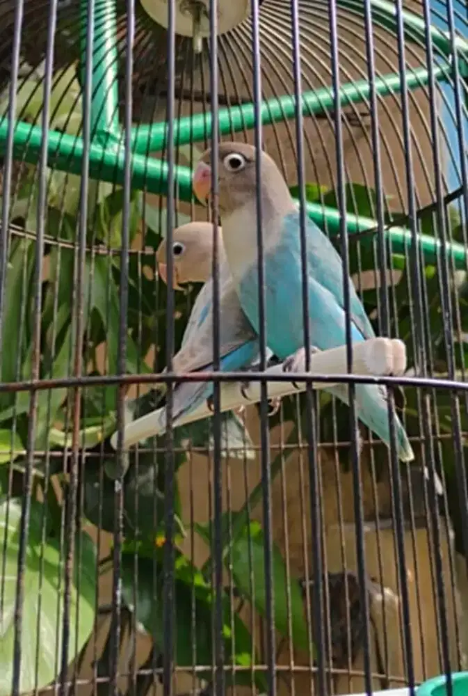 lovebird paud prospek