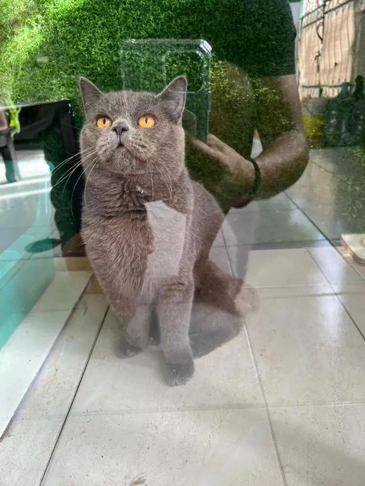 KUCING BSH BRITISH SHORTHAIR