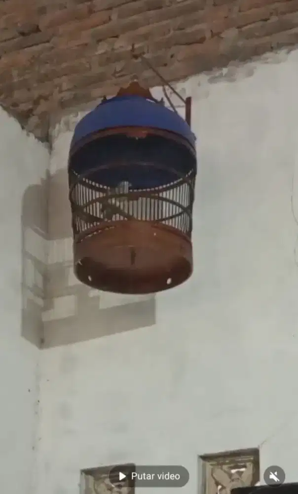 Perkutut krosing gacor