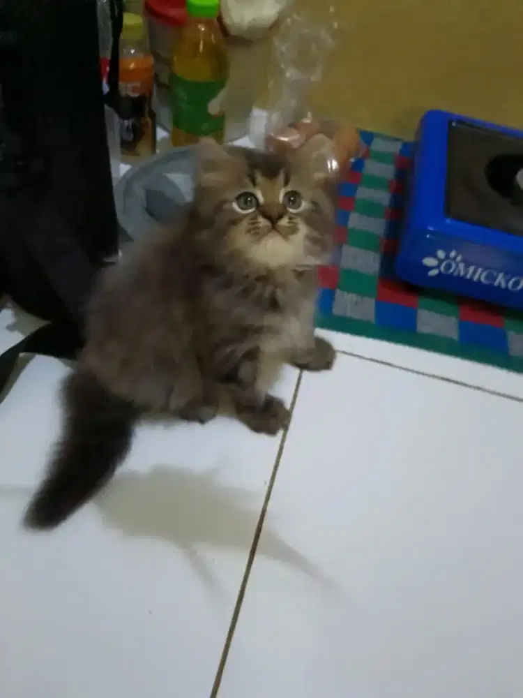 Kucing Ras Anggora Persia