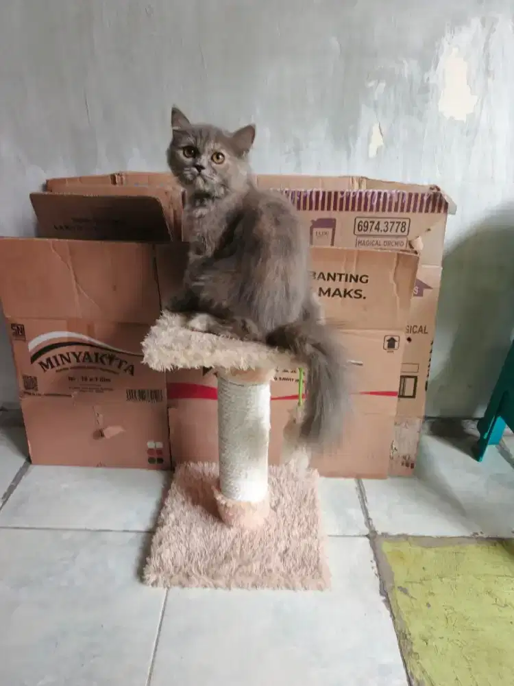 Persia betina 3,5 bulan