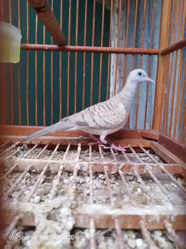 Perkutut silver jantan