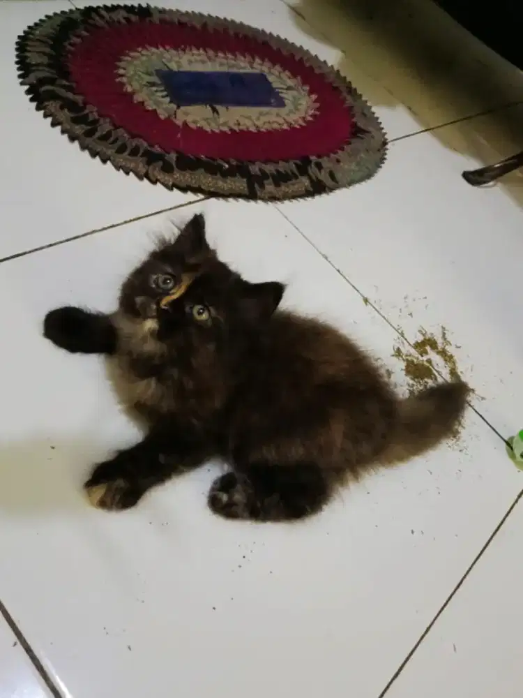 Kucing Ras Anggora Persia