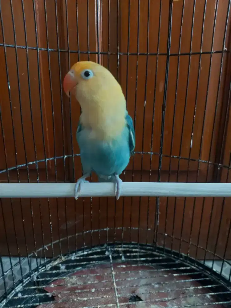 Burung lovebird Biola PB remaja