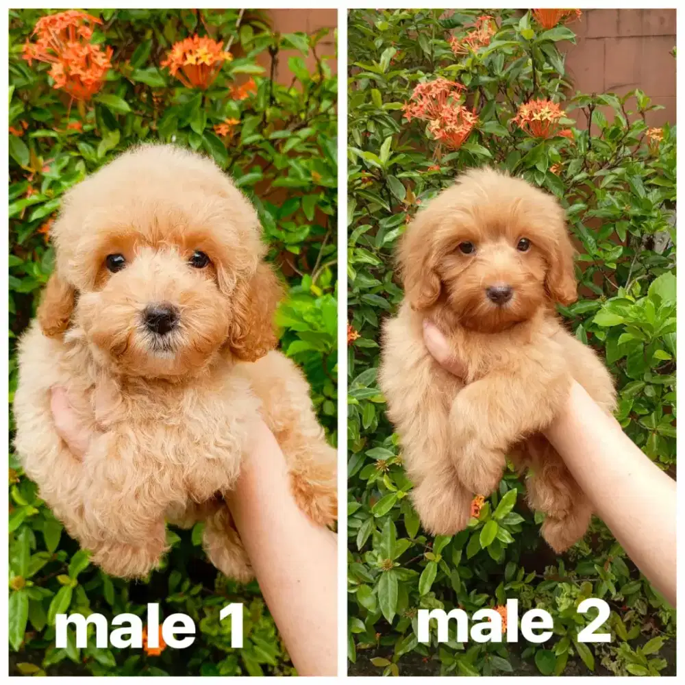 anakan poodle jantan