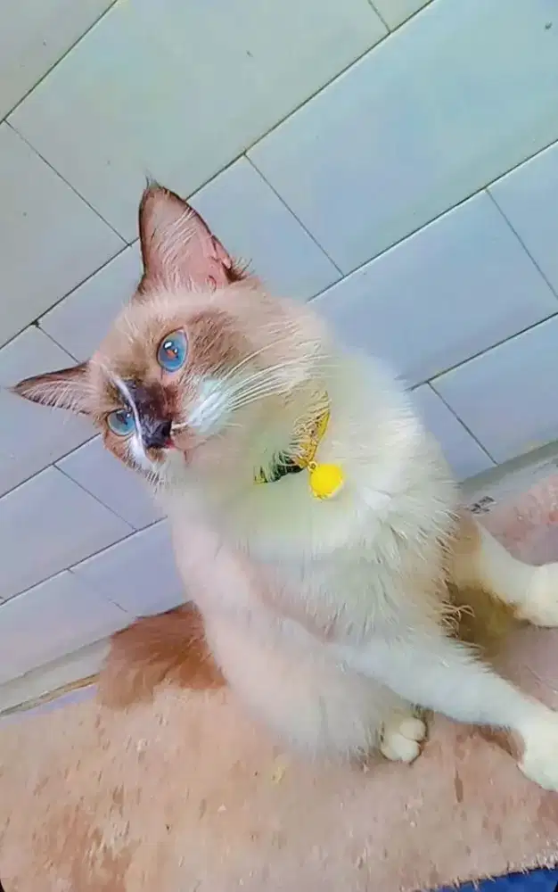 RAGDOLL JANTAN UMUR 1 TAHUN