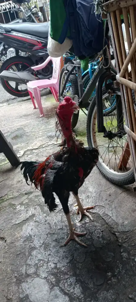 Ayam Birma telor biru