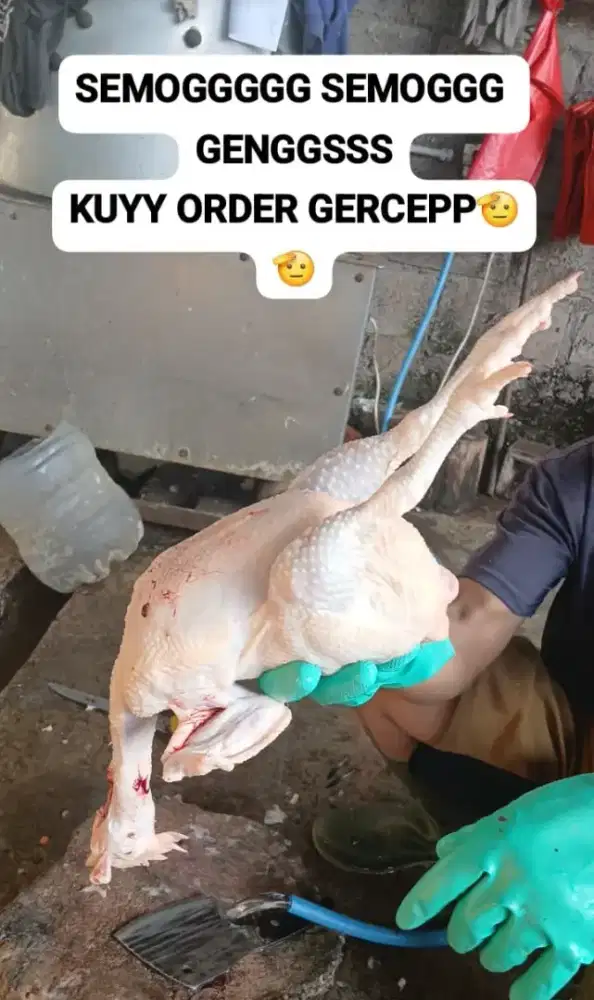 Menjual ayam merah petelur (afkir)