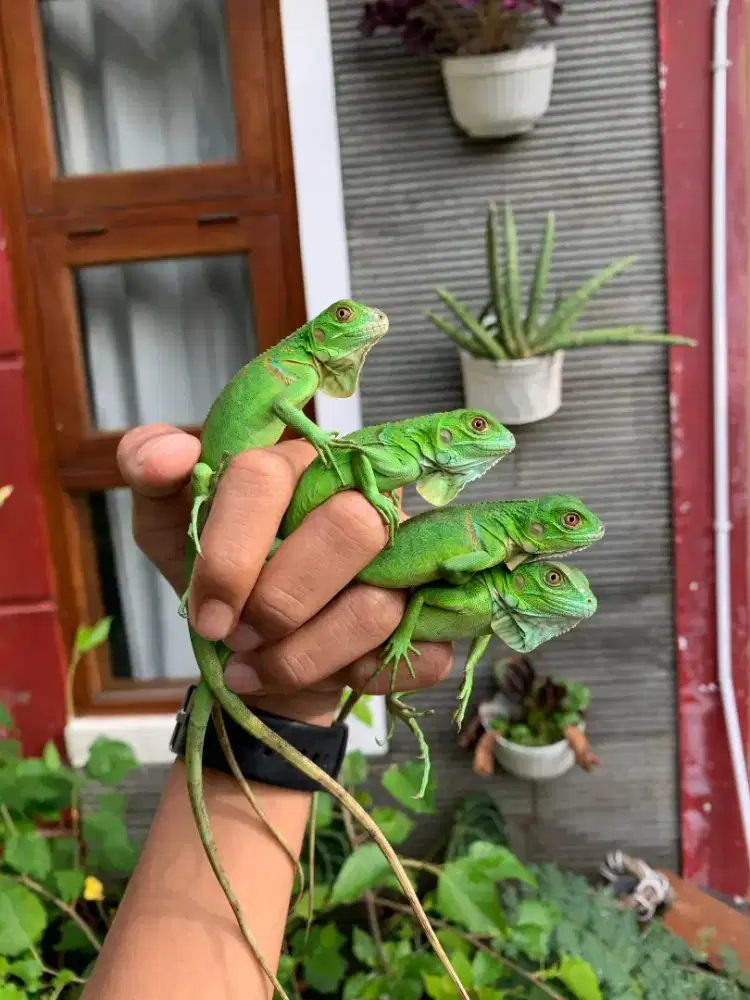 green baby iguana