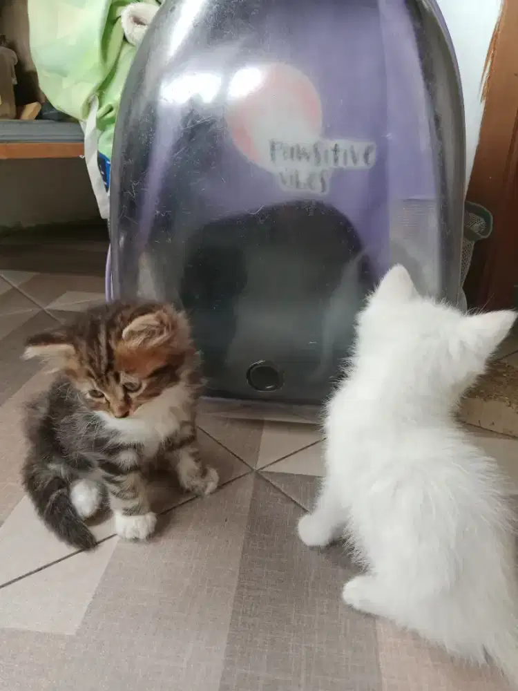 Anak kucing campuran persia gratis tas ranselnya