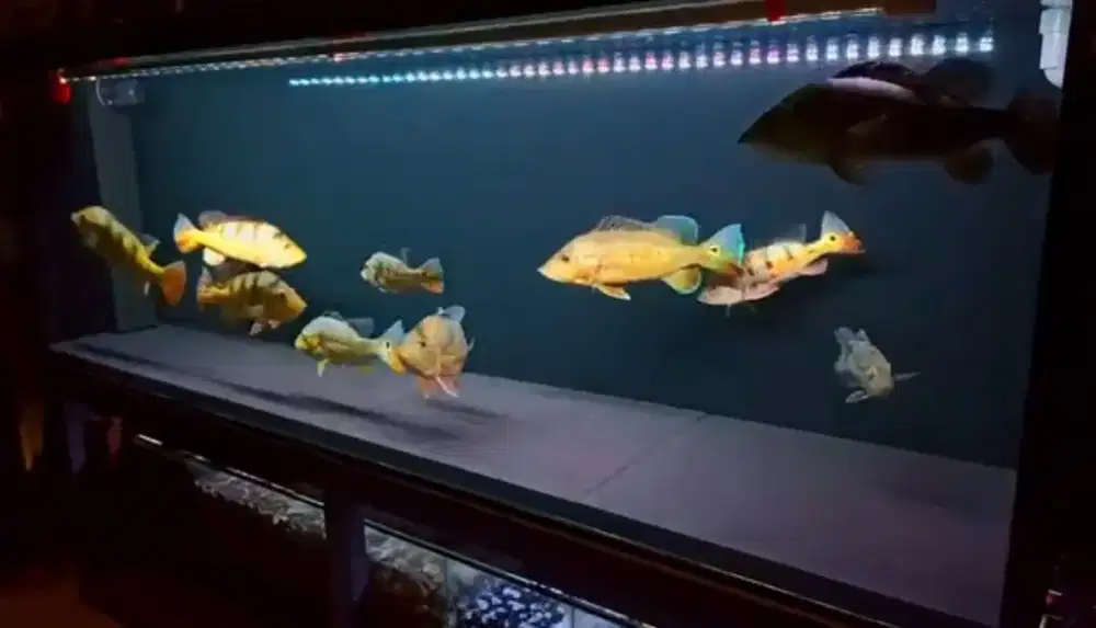 Tank aquarium 200x60x70