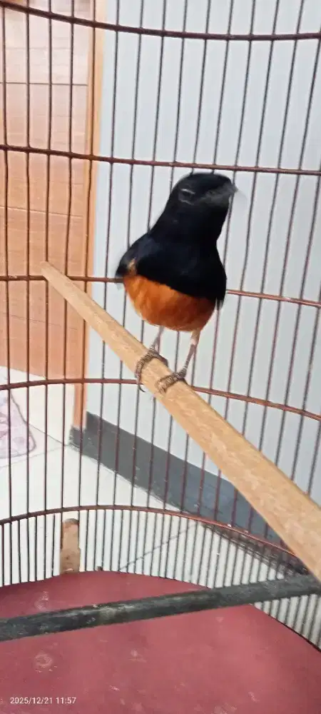 Muray pastol harian bunyi kadang gacor, burung sehat dan mulus