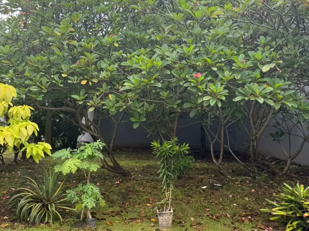 Kavling Tanah Dijual Luas 176 m2  Siap Bangun Di Bintaro Jaya Sektor 9 Tangsel