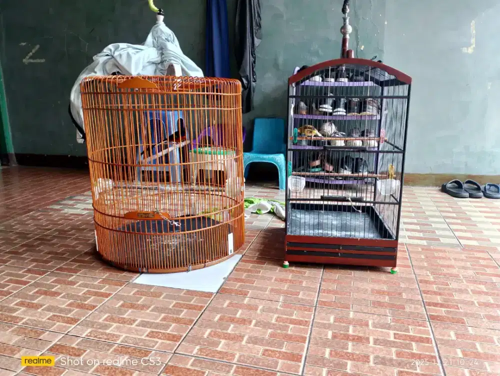 Murai Trah Bahorok n Kenari AFS Fullset