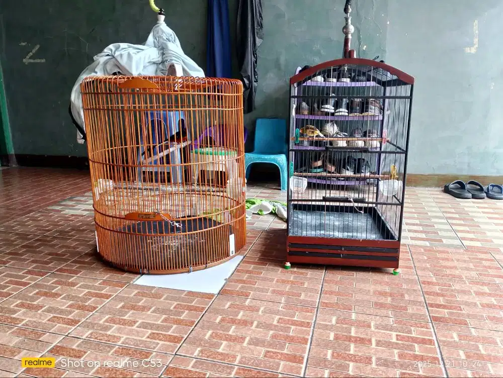 Murai Trah Bahorok n Kenari AFS Fullset