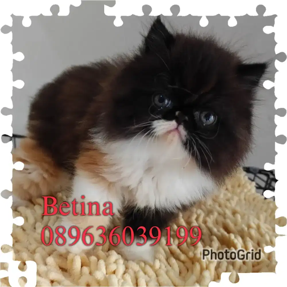 Peaknose long hair gimbul 3ekor