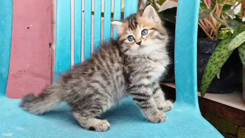 Kucing persia kitten