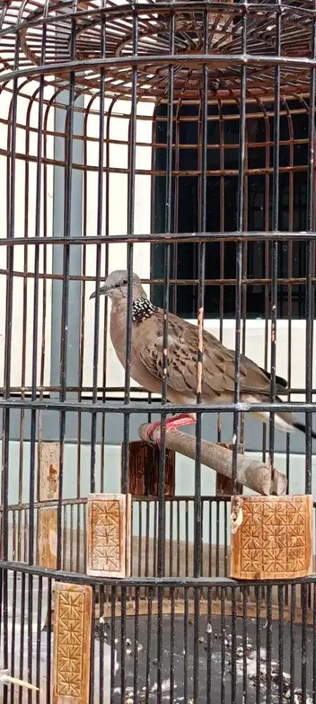 Burung tekukur muda jantan