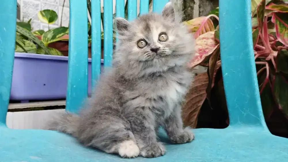 Kucing persia kitten