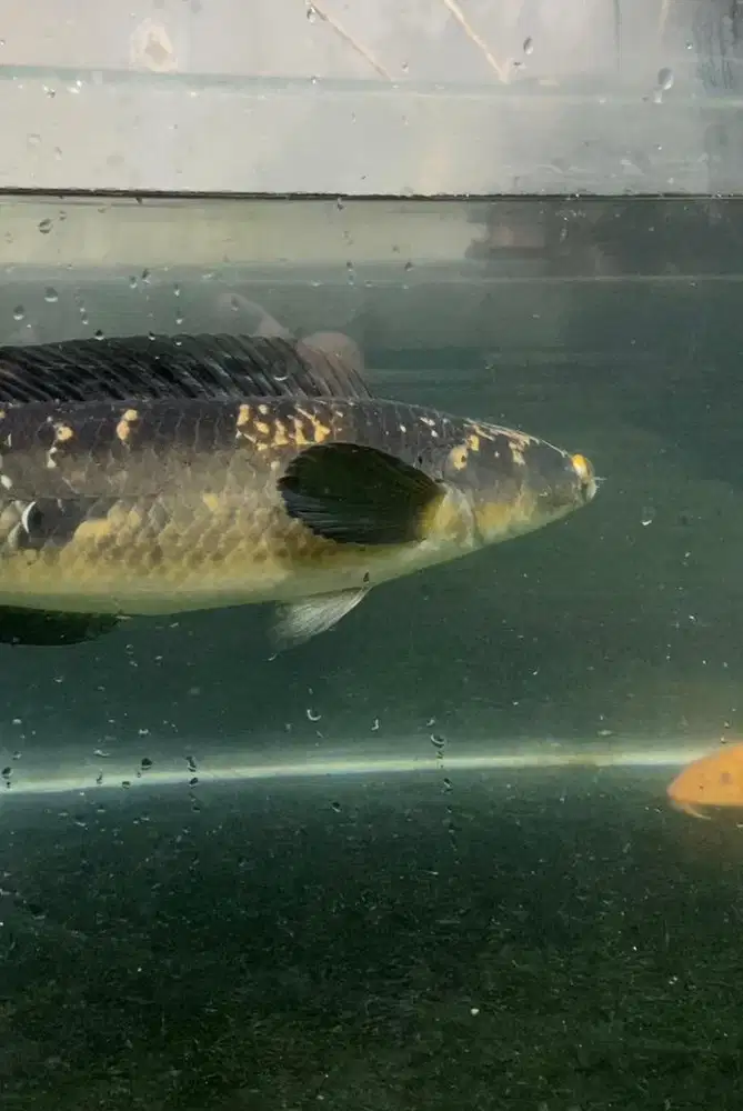 channa maru ( 25cm )