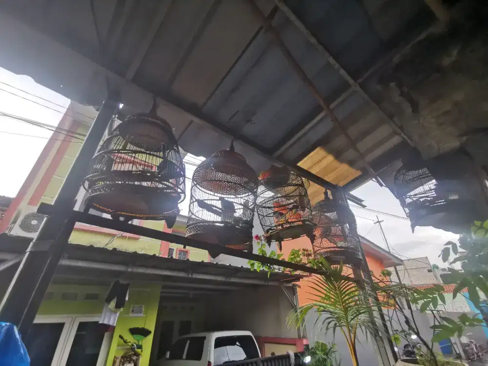 Perkutut lokal, silver gacor depok