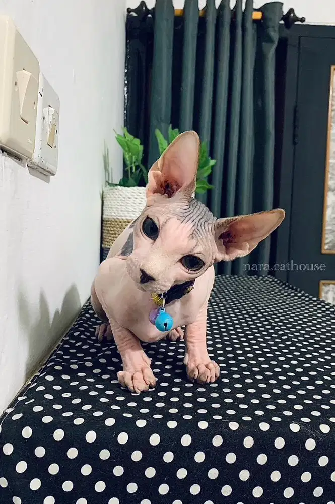 kucing sphynx jantan bandung