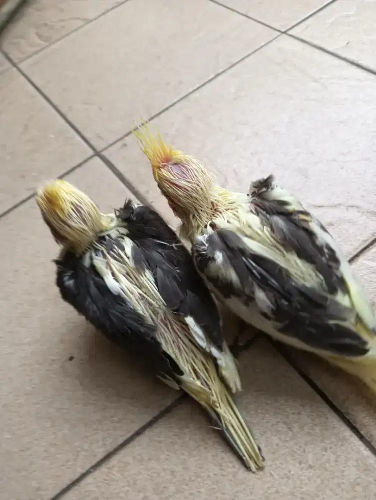 Jual 2 anakan falk warna pied usia 1 bln