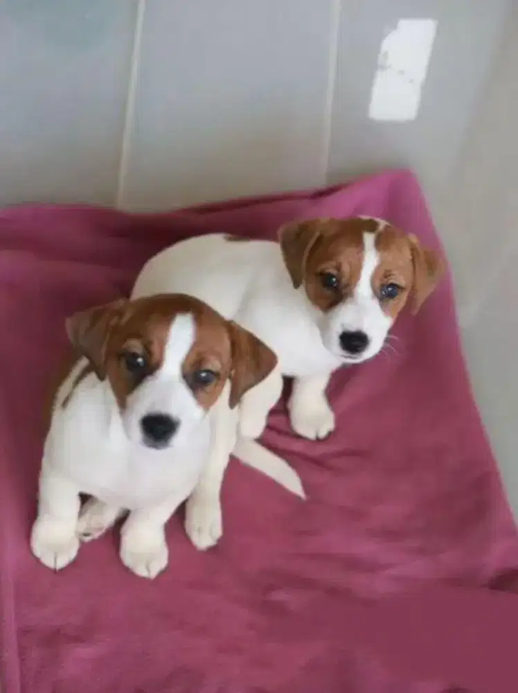 DIJUAL ANAK ANJING JACK RUSSELL
