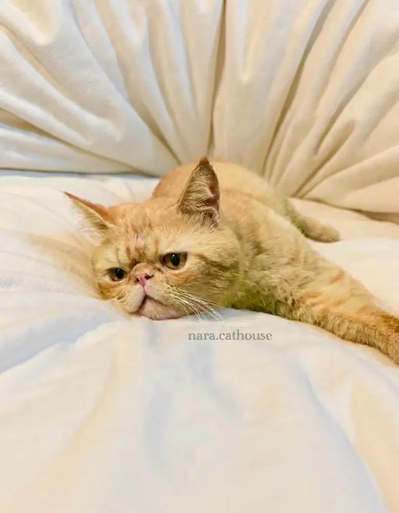 kucing exotic pejantan bandung