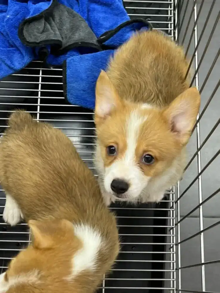 DIJUAL ANAK ANJING CORGY