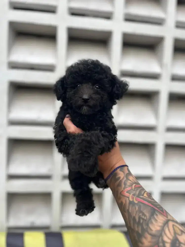 Black toy poodle non surat