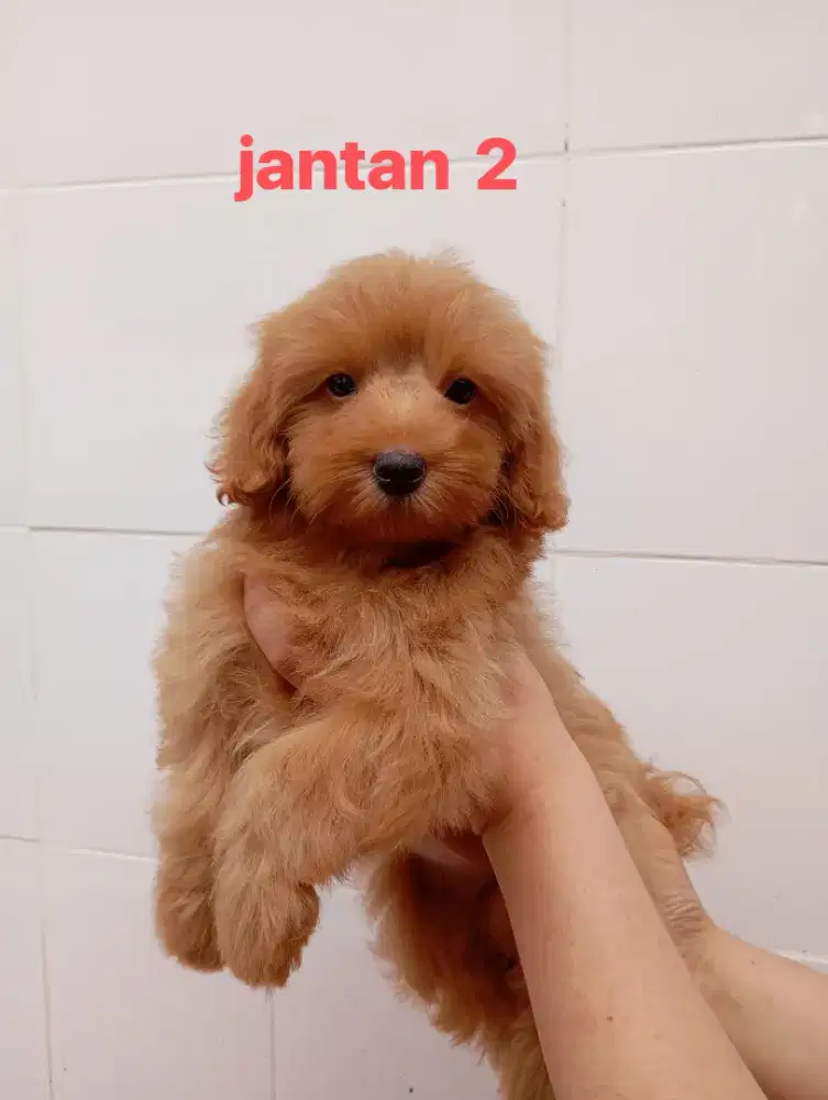 toy red poodle puppy