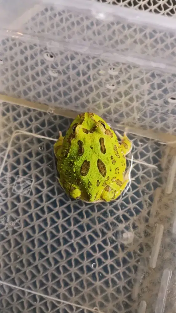 Kodok Pacman Baby Up