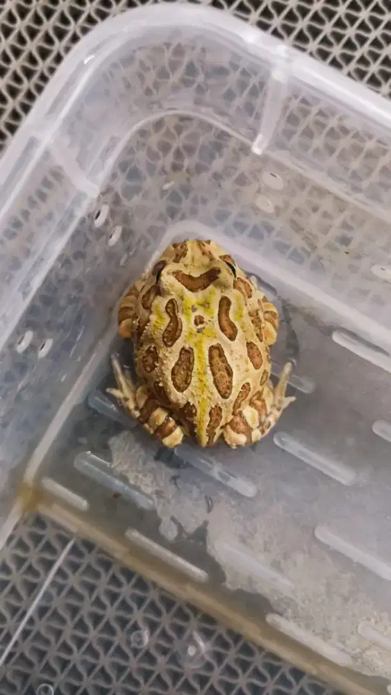 Kodok Pacman Baby Up