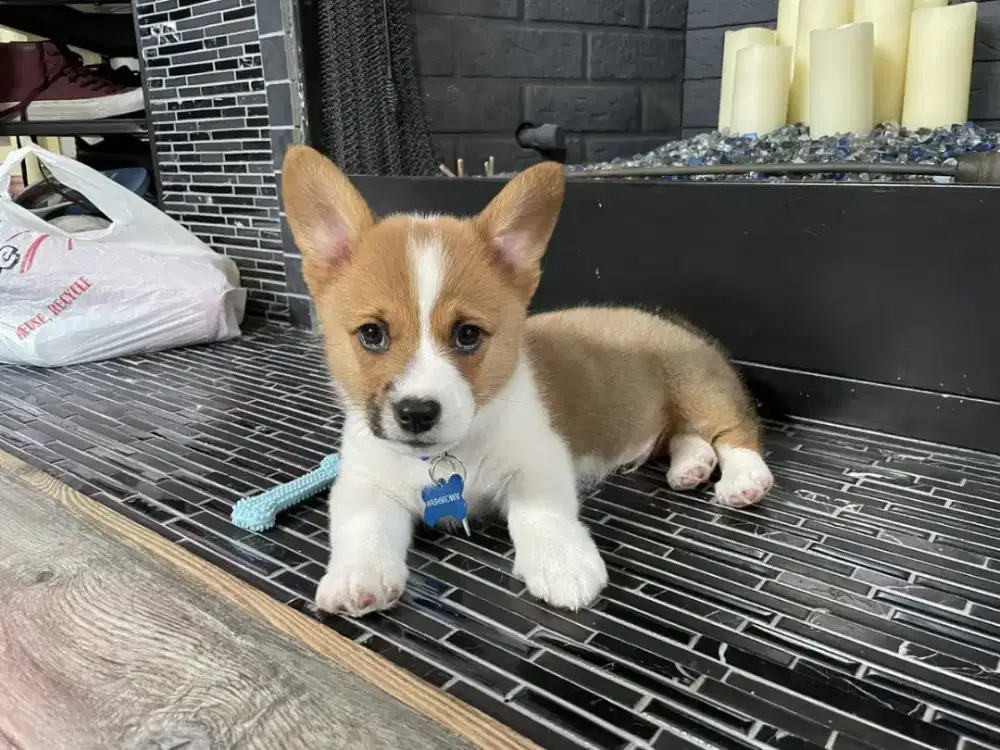 DIJUAL ANAK ANJING CORGY