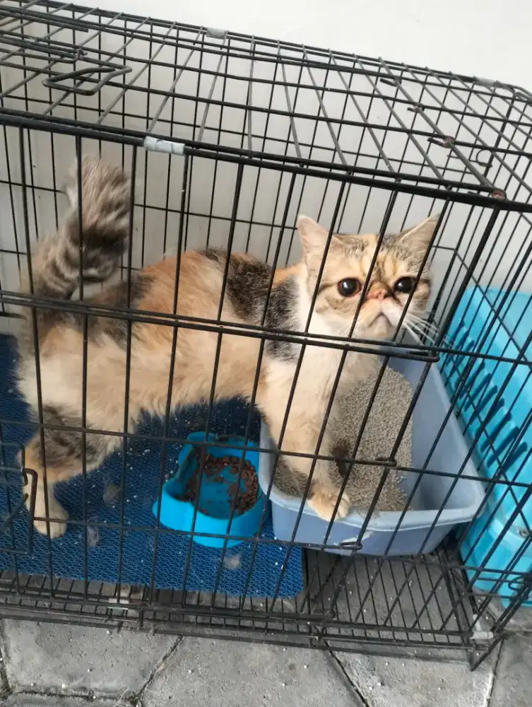 Peak nose short hair calico