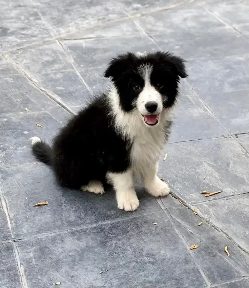 DIJUAL ANAK ANJING BORDER COLLIE
