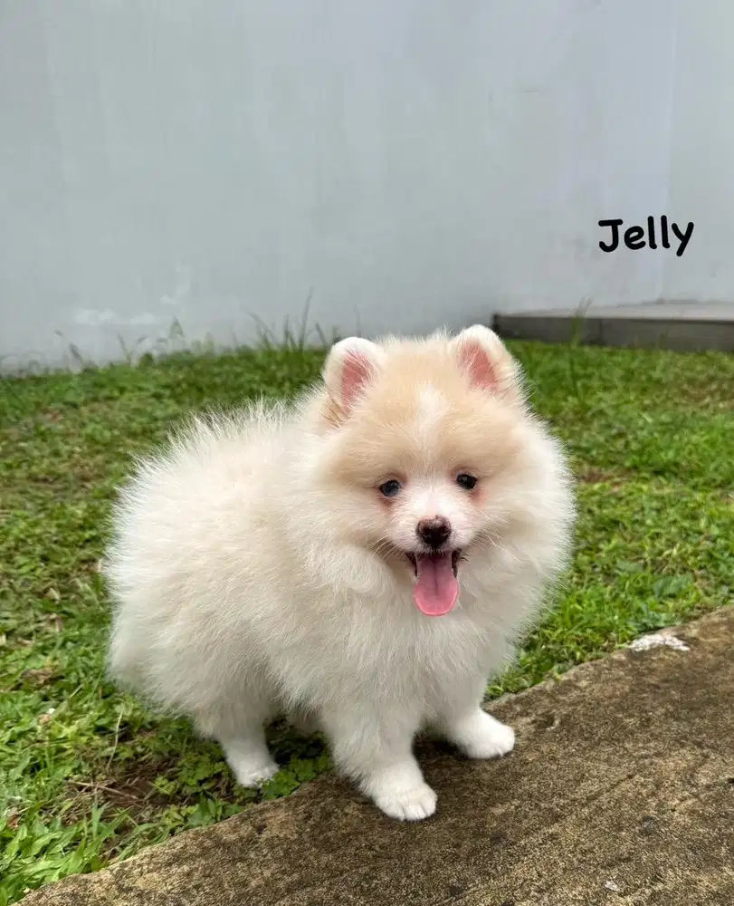 Pomeranian Betina Cream