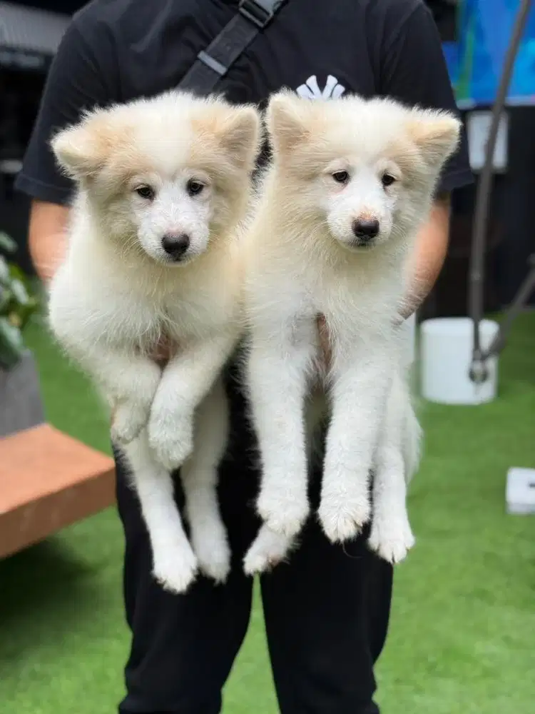 Samoyed Termurah sejakarta