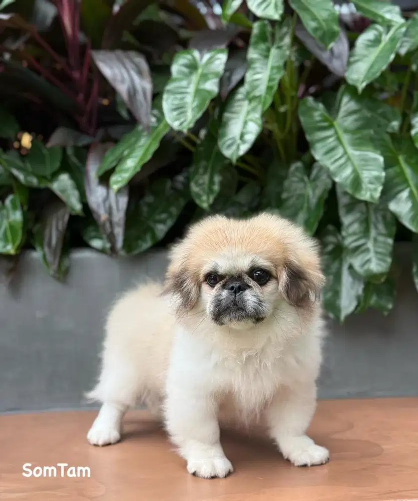 Pekingese anjing Langka
